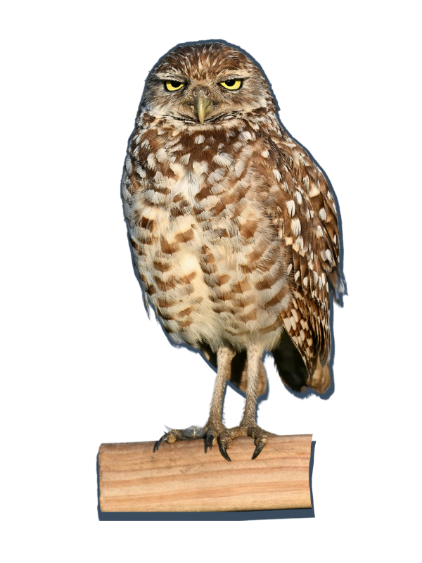 Znużona sowa symbol zmęczenia szumem informacyjnym i powtarzającymi się treściami.